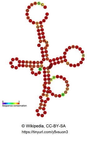 RNA-Molekül