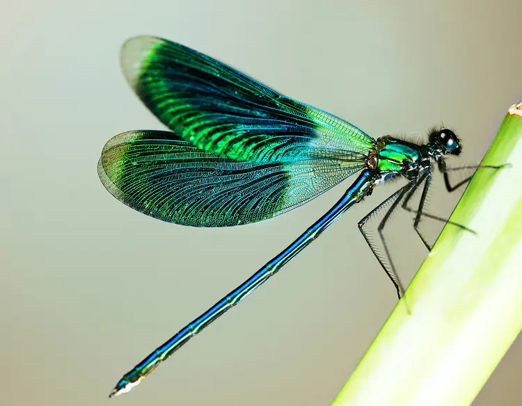 Evolution: Flügel eines Insekts