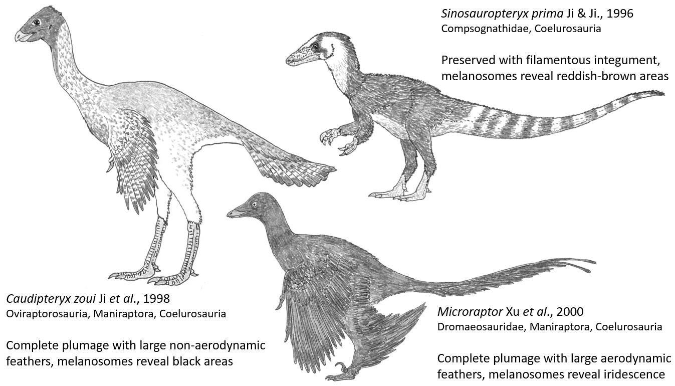 Theropoden-Taxa, die in RTBAD eingehend diskutiert werden