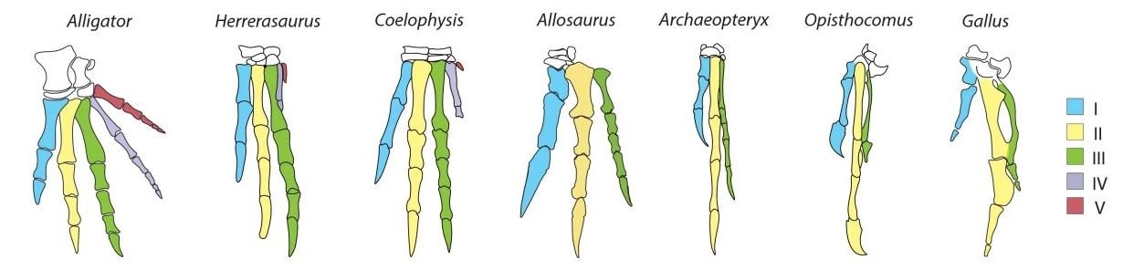 Fingerreduktion in der Evolutionsgeschichte der Vögel