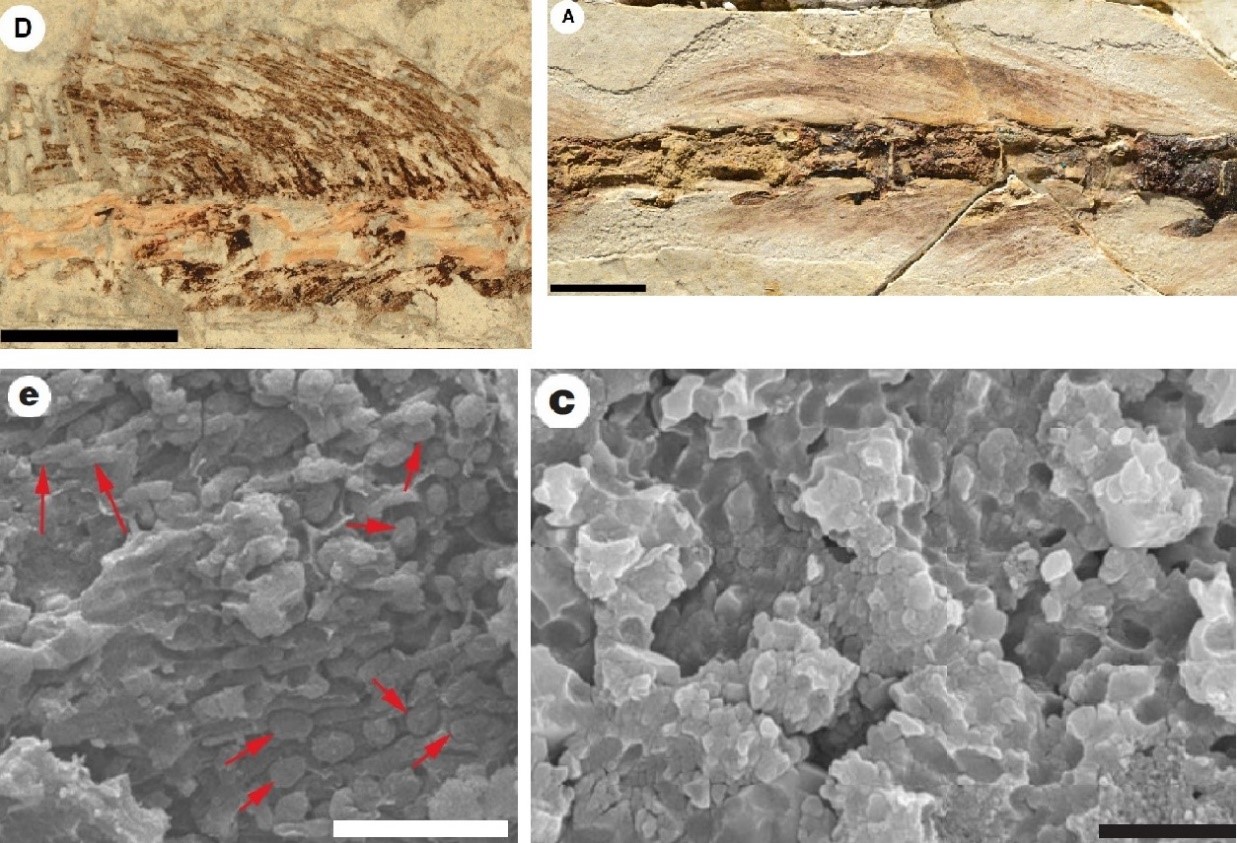 Haarartige Hautanhängsel am Schwanz von <i>Sinosauropteryx</i> inklusive fossilen Melanosomen