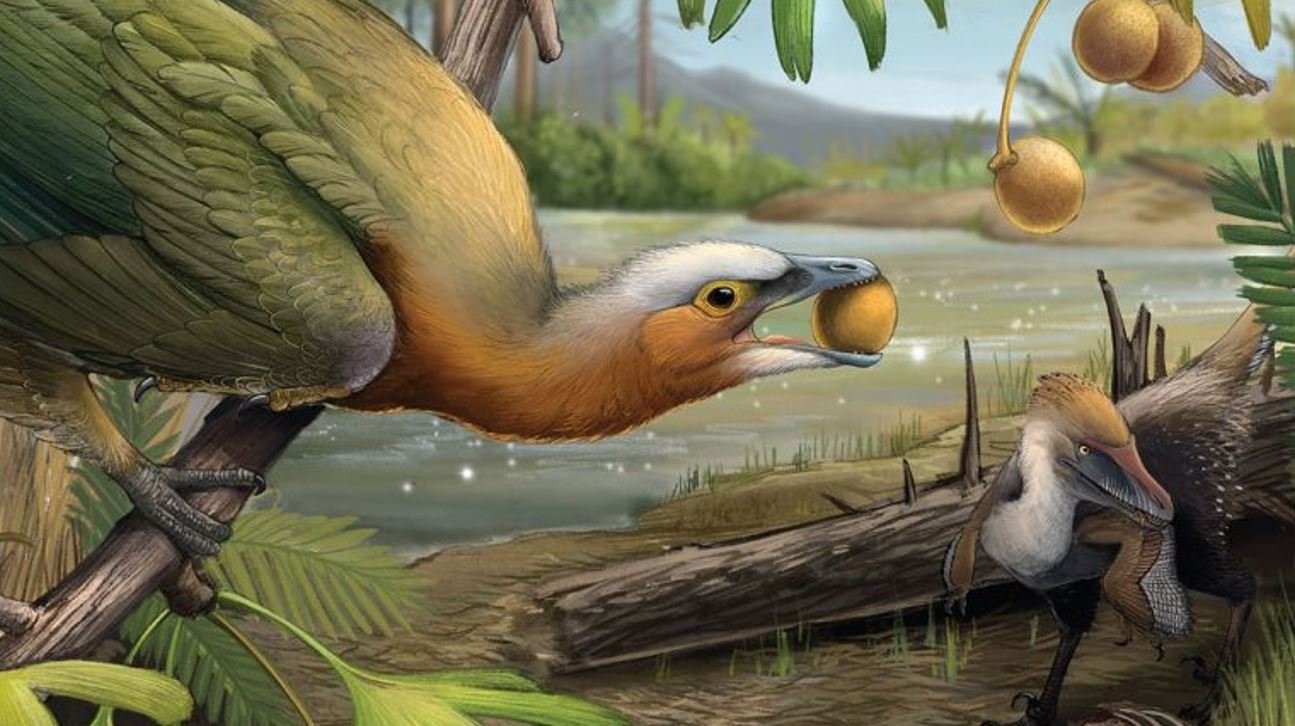 Fruchtfressender <i>Sapeornis</i>