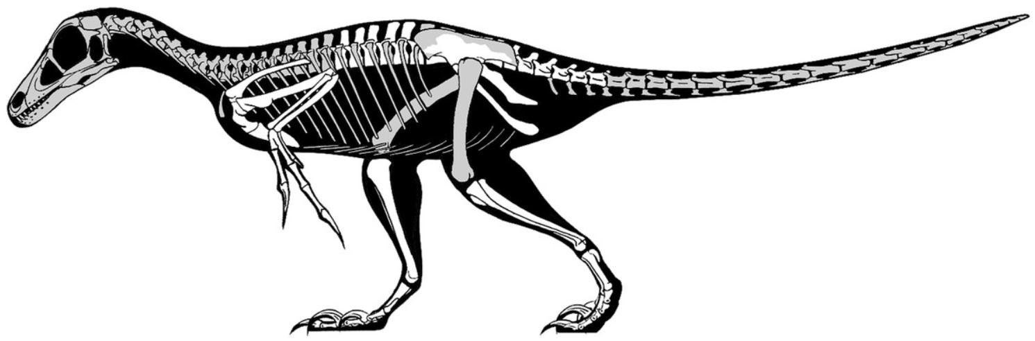 Die Position von Balaur im Kladogramm ist noch unklar