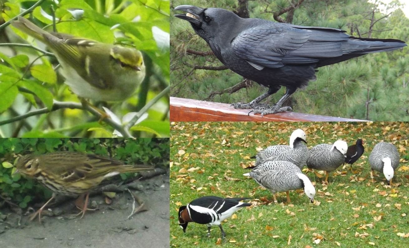 Feduccia behauptet, die Vögel zu kennen