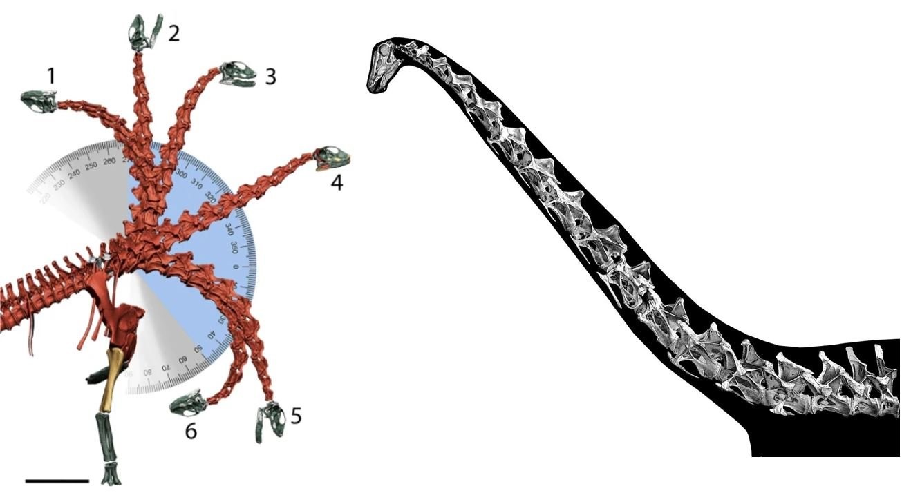 Hatten die Sauropoden einen aufrechten Hals?