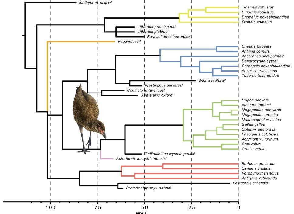 Stammbaum der neuzeitlichen Vögel