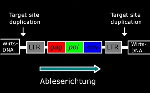Retrovirus mit den Genen gag, pol und env