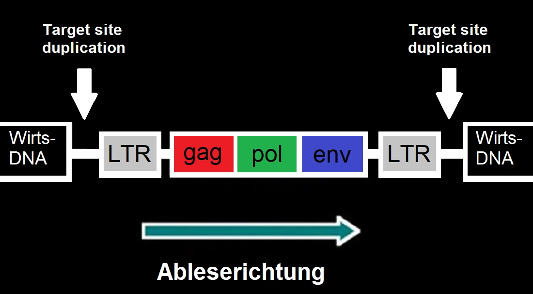 Retrovirus mit den Genen gag, pol und env