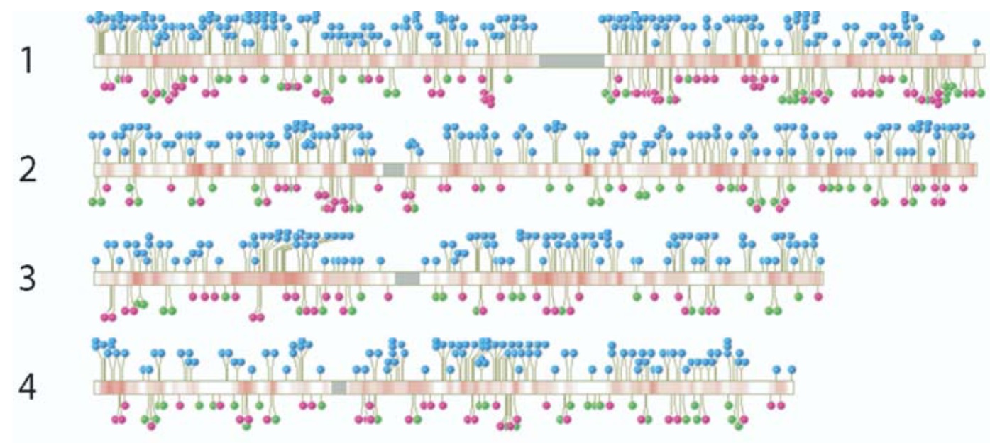 Einfügestellen eines Retrovirus in die DNA