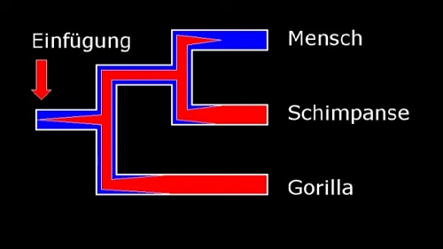 Provirus verschwand aus der menschlichen Linie