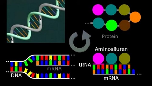 Schema der Proteinsynthese (Translation)