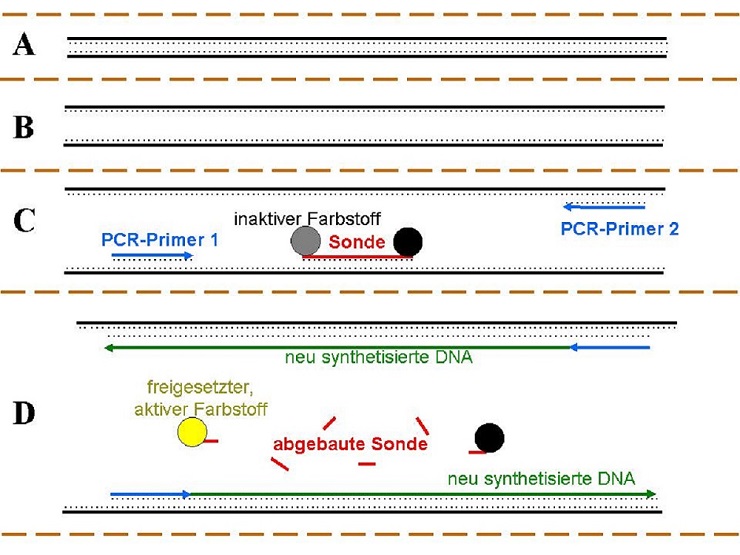 TaqMan-qPCR