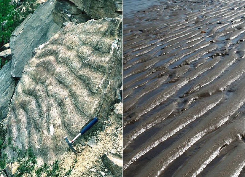 Aktualismus: Fossile und rezente Rippelmarken