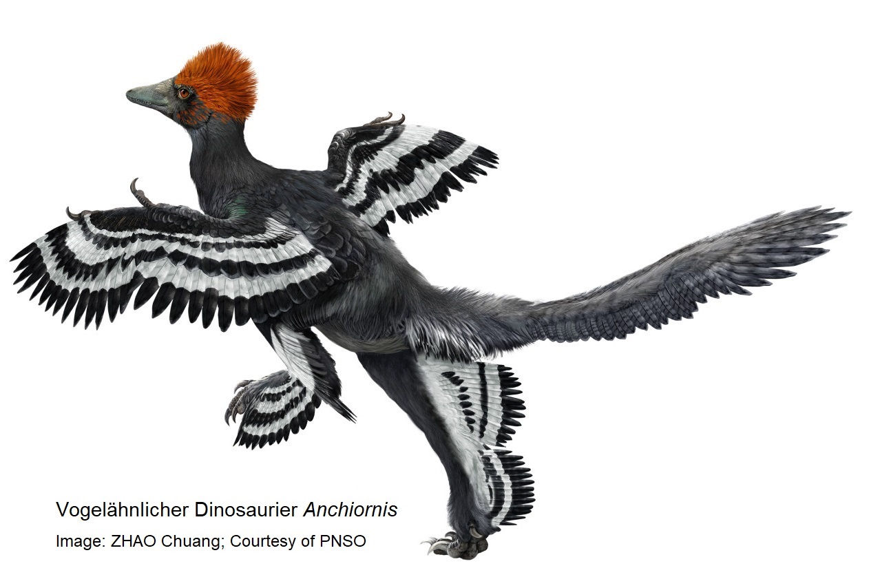 Vogelähnlicher Theropode Anchiornis huxleyi