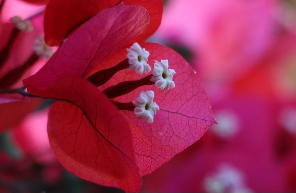 Bougainvillea