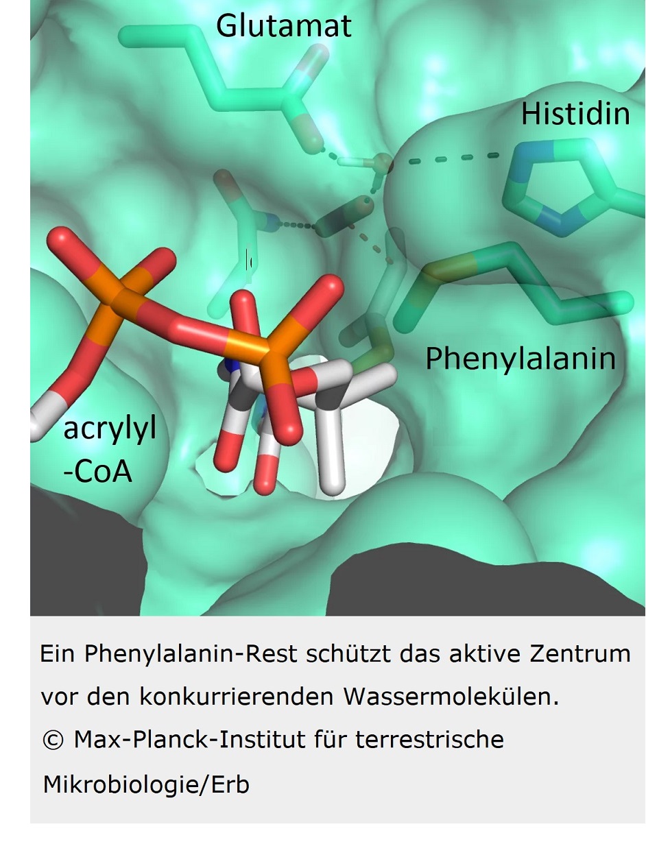 Carboxylase