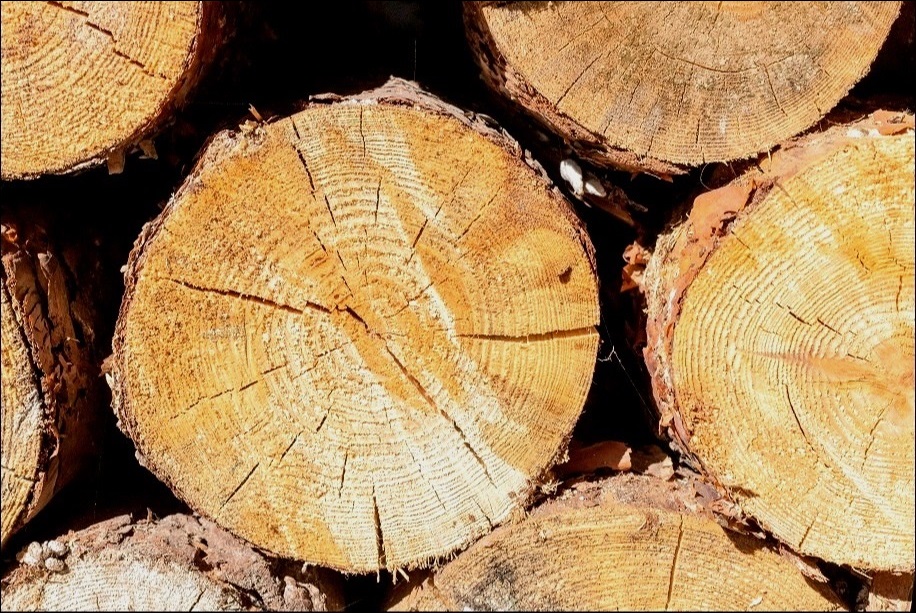 Dendrochronologie