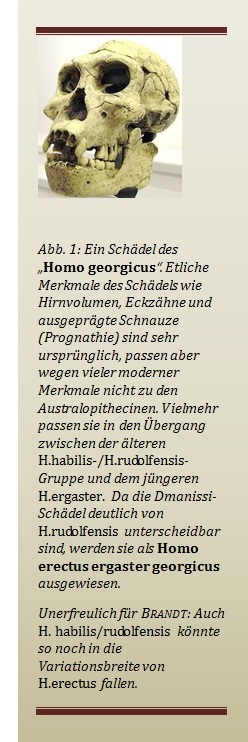 Schädel des Homo georgicus aus Dmanissi