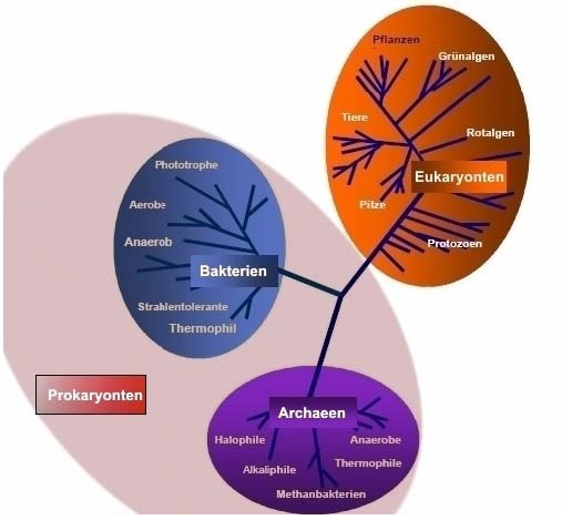 Endosymbiontentheorie