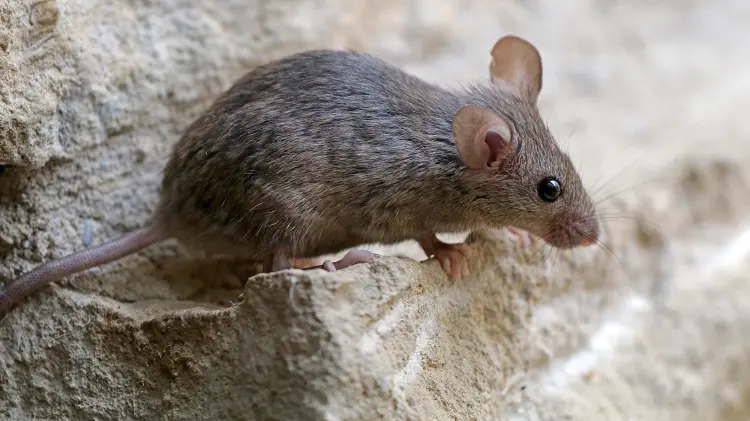 Hausmaus