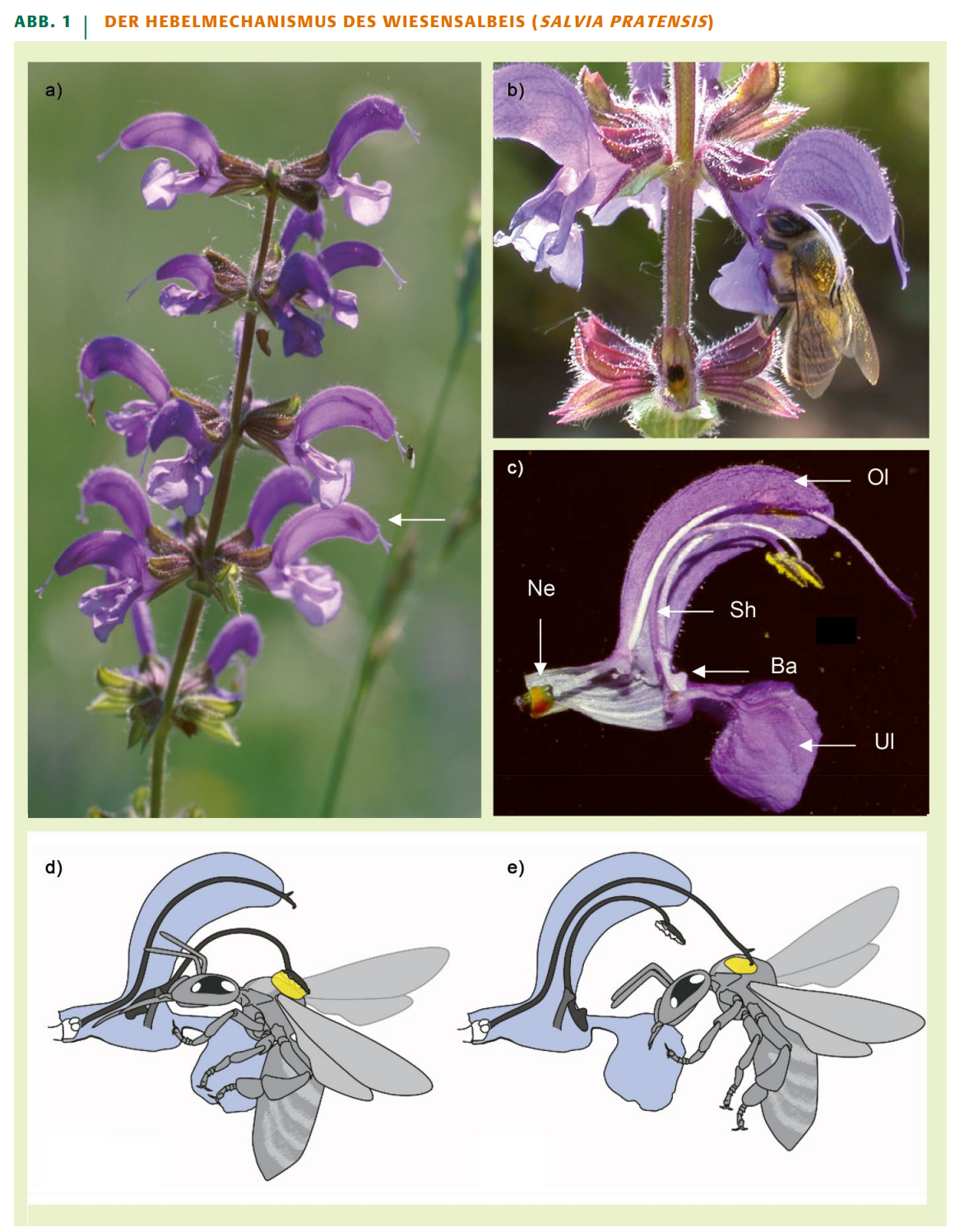 Der Hebelmechanismus des Wiesensalbeis