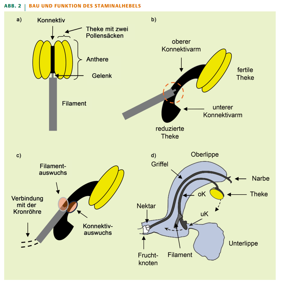 Bau und Funktion des Staminalhebels