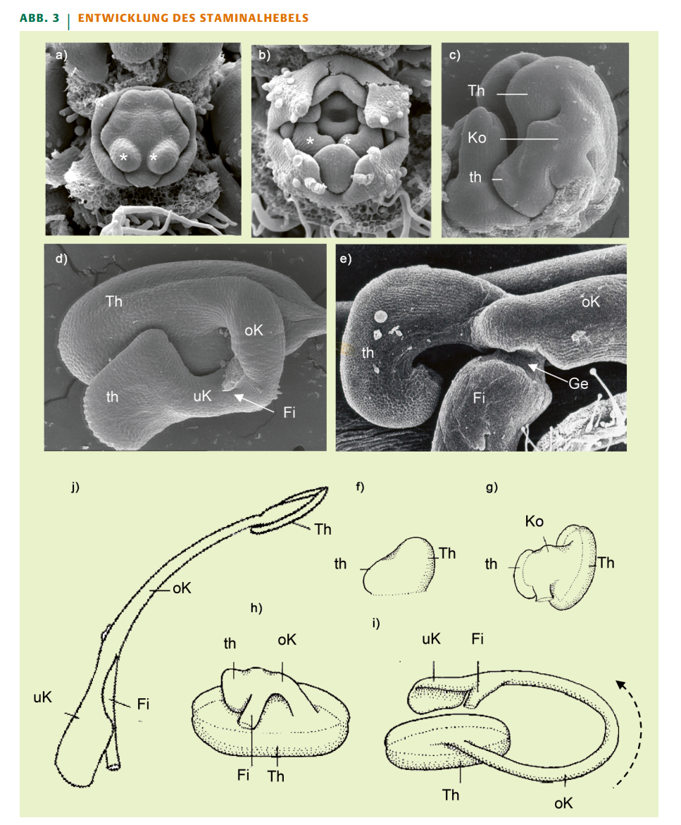 Entwicklung des Staminalhebels