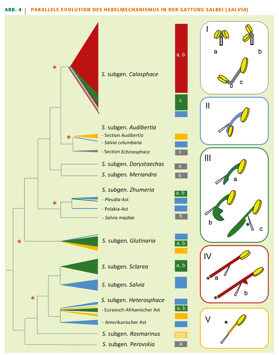 Parallele Evolution des Hebelmechanismus in der Gattung Salbei (Salvia)