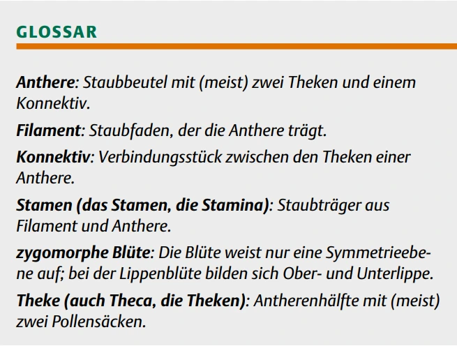 Parallele Evolution des Hebelmechanismus in der Gattung Salbei (Salvia)