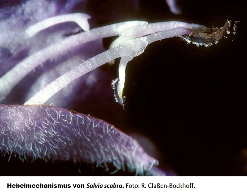 Hebelmechanismus von Salvia scabra