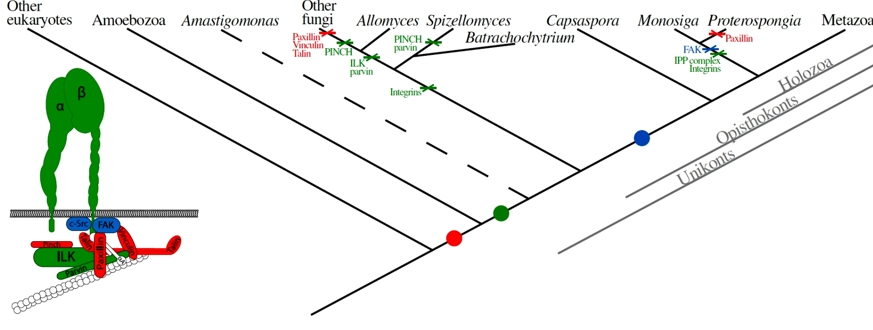 Modell der Evolution des Integrin-Adhäsions- und Integrin-Signalkomplexes