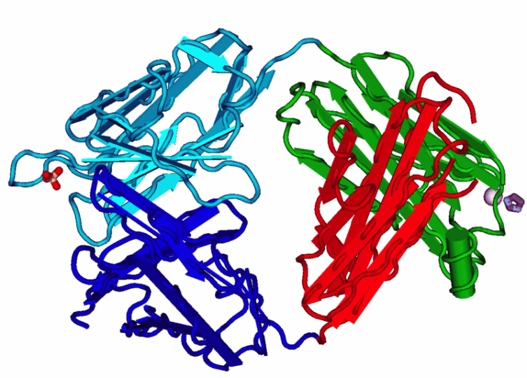 Fragment des IGG aus β-folds