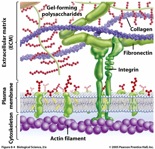 Integrin
