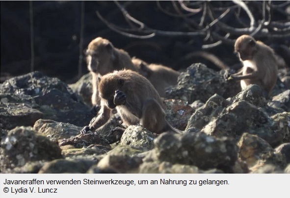 Javaneraffen benutzen Steinwerkzeuge um an Nahrung zu gelangen