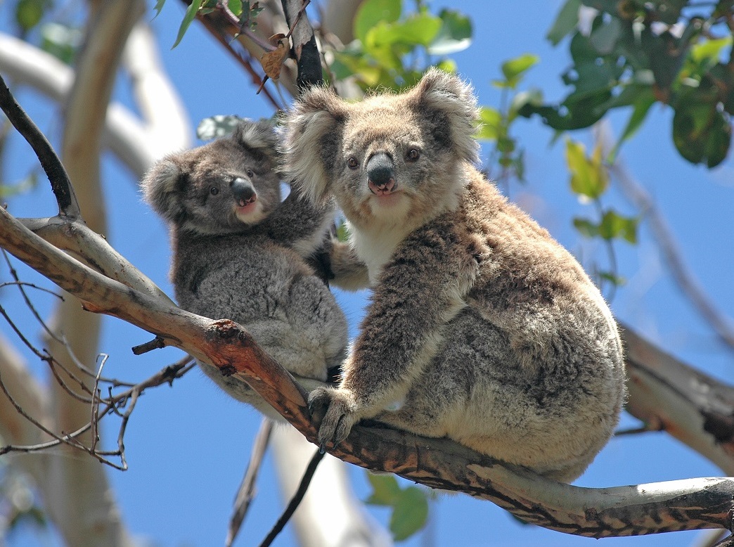 Zwei Koalas