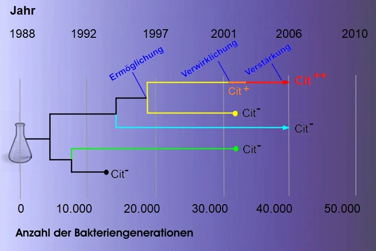Lenski und das Bakterium <i><i>E. coli</i></i>