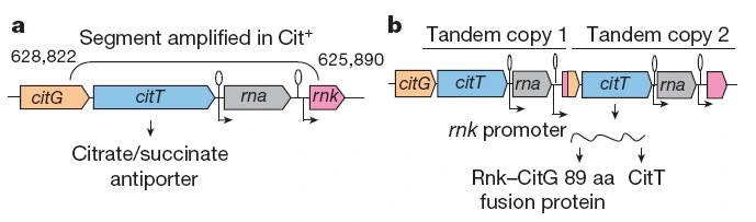 Genetisches Rearrangement bei <i><i>E. coli</i></i>