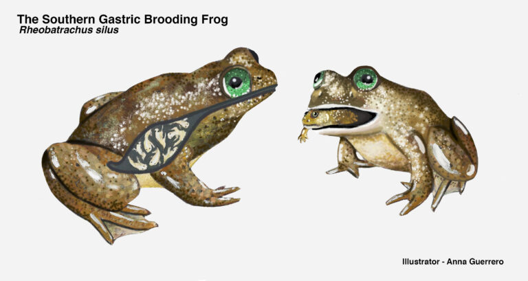 Magenbrüterfrosch Rheobatrachus