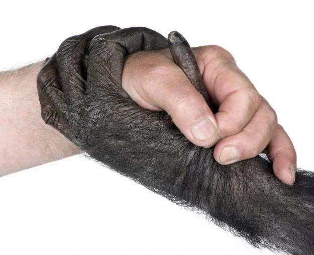 Mensch und Schimpanse
