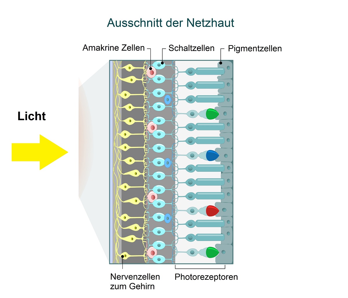 Inverser Bau der Netzhaut