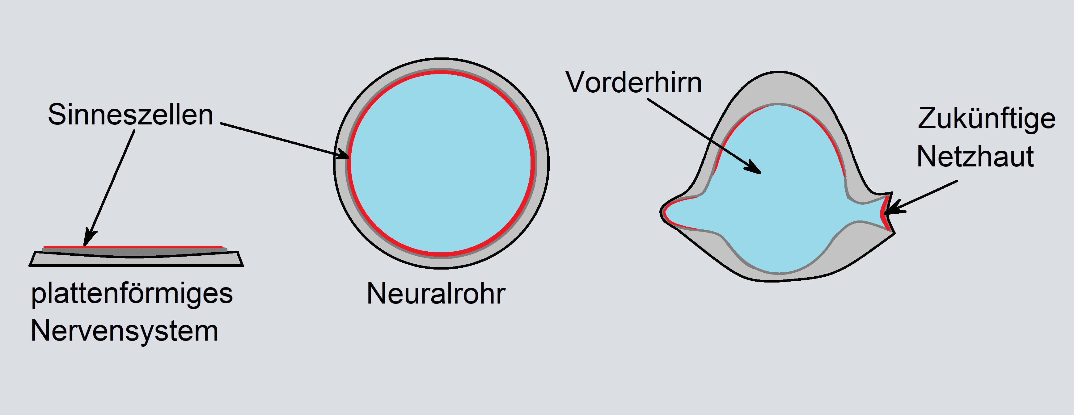Entwicklung der inversen Netzhaut