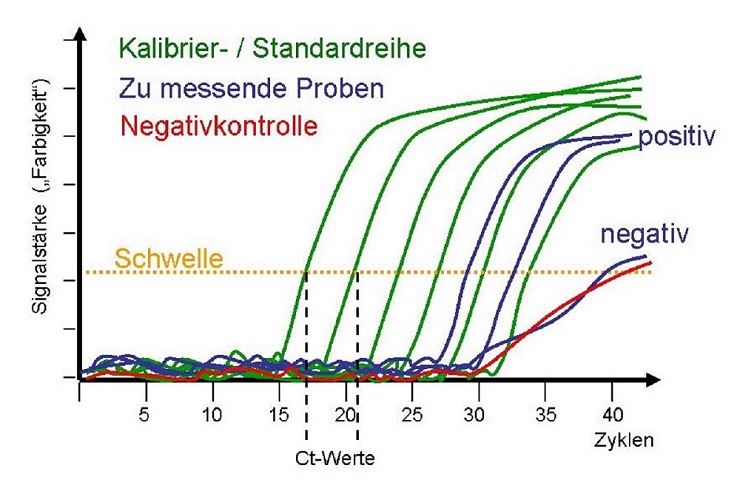 qPCR-Amplifikationskurve