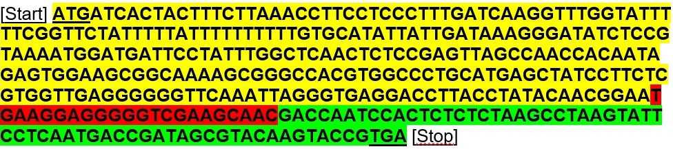 Proteinkodierender Bereich des T-urf13-Gens