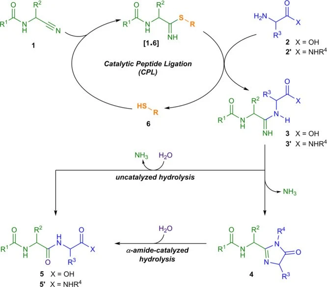 Thiol-katalysierte Peptid-Verknüpfung (CLP)