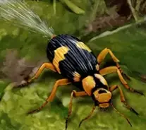 Ist der Bombardierkäfer ein Problem für die Evolution? Ist der Bombardierkäfer ein Problem für die Evolution?