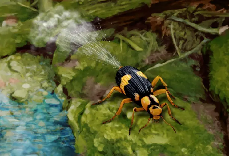 Illustration des Bombardierkäfers (Pheropsophus jessoensis).